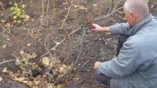 Обрезка запущенного винограда изабелла весной. Подготовка к обрезке 16 Обрезка запущенного винограда изабелла весной. Подготовка к обрезке 16