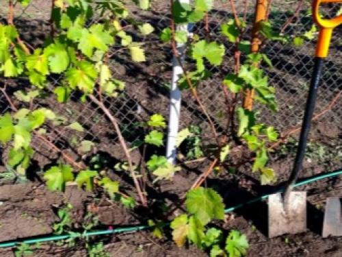 Секрет самого простого метода обрезки винограда. Когда лучше обрезать виноград 16 Секрет самого простого метода обрезки винограда. Когда лучше обрезать виноград 16