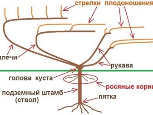 Секрет самого простого метода обрезки винограда. Когда лучше обрезать виноград 20 Секрет самого простого метода обрезки винограда. Когда лучше обрезать виноград 20