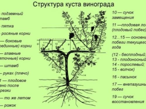 Секрет самого простого метода обрезки винограда. Когда лучше обрезать виноград 18 Секрет самого простого метода обрезки винограда. Когда лучше обрезать виноград 18