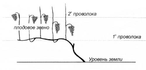 Обрезка винограда 3 год. Полноценный куст на третий год