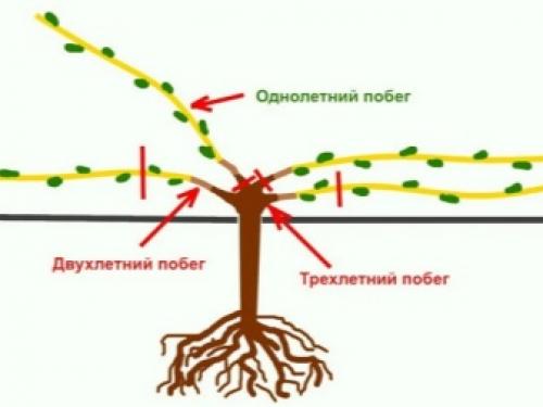 Секрет самого простого метода обрезки винограда. Когда лучше обрезать виноград 21 Секрет самого простого метода обрезки винограда. Когда лучше обрезать виноград 21