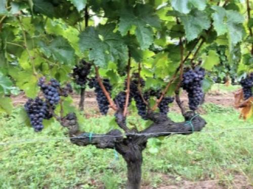 Секрет самого простого метода обрезки винограда. Когда лучше обрезать виноград 19 Секрет самого простого метода обрезки винограда. Когда лучше обрезать виноград 19