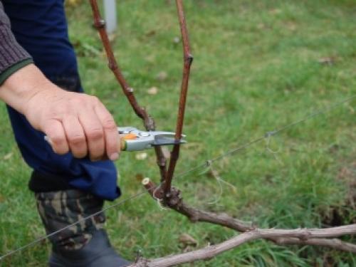 Секрет самого простого метода обрезки винограда. Когда лучше обрезать виноград 17 Секрет самого простого метода обрезки винограда. Когда лучше обрезать виноград 17
