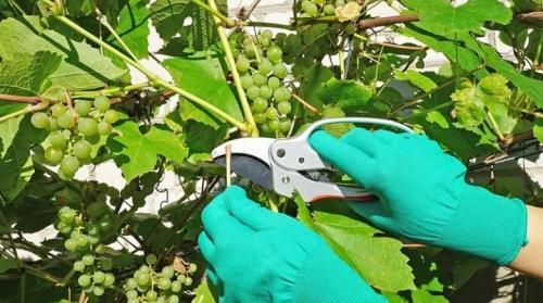 Формирование винограда. Формируем виноград правильно