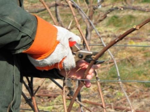 Секрет самого простого метода обрезки винограда. Когда лучше обрезать виноград 22 Секрет самого простого метода обрезки винограда. Когда лучше обрезать виноград 22