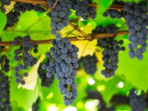 Секрет самого простого метода обрезки винограда. Когда лучше обрезать виноград 23 Секрет самого простого метода обрезки винограда. Когда лучше обрезать виноград 23