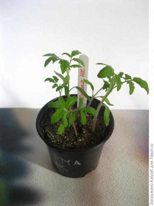 Томат хурма от 7 производителей. Томат 'Хурма НК' от Русского огорода - фруктовый биколор. Итоги