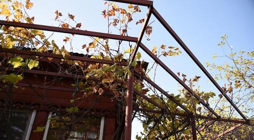 Как обрезать старый куст винограда осенью. Методики обрезки запущенного винограда 07 Как обрезать старый куст винограда осенью. Методики обрезки запущенного винограда 07