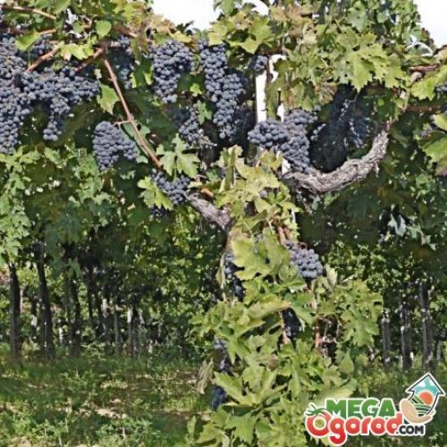 Обрезка очень старого винограда. Причины запущенности винограда?