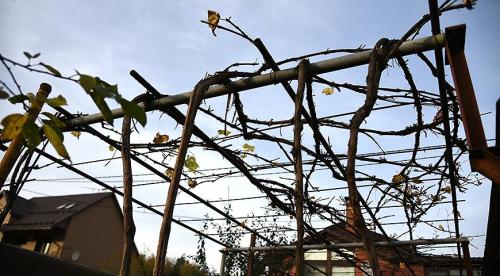 Как обрезать старый куст винограда осенью. Методики обрезки запущенного винограда 04 Как обрезать старый куст винограда осенью. Методики обрезки запущенного винограда 04