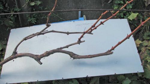 Как обрезать старый куст винограда осенью. Методики обрезки запущенного винограда