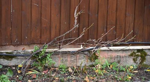 Как обрезать старый куст винограда осенью. Методики обрезки запущенного винограда 09 Как обрезать старый куст винограда осенью. Методики обрезки запущенного винограда 09