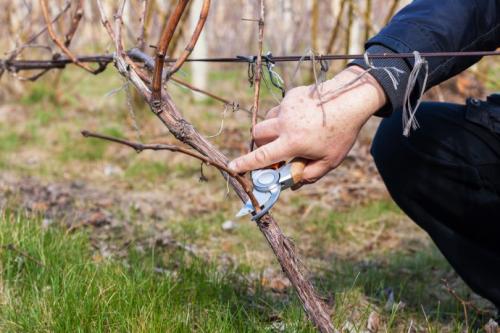 Как обрезать старый куст винограда осенью. Методики обрезки запущенного винограда