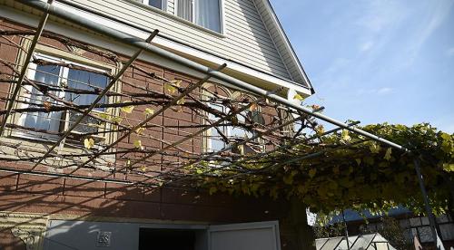 Как обрезать старый куст винограда осенью. Методики обрезки запущенного винограда 06 Как обрезать старый куст винограда осенью. Методики обрезки запущенного винограда 06