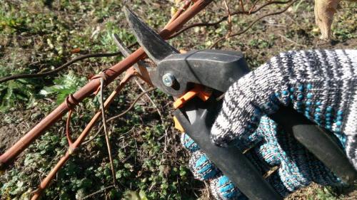 Как обрезать старый куст винограда осенью. Методики обрезки запущенного винограда 18 Как обрезать старый куст винограда осенью. Методики обрезки запущенного винограда 18