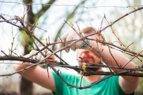 Обрезка взрослого винограда осенью. Как правильно обрезать виноград осенью, схемы, сроки, картинки и инструкции для начинающих