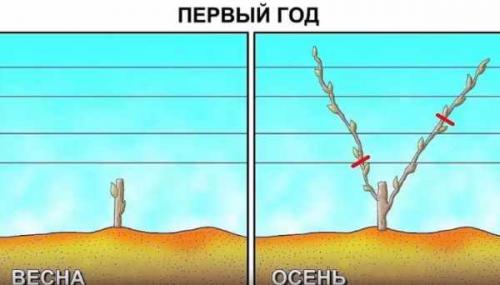 Обрезка винограда осенью для.. Зачем обрезать виноград осенью 11