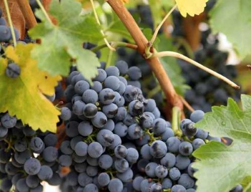 Обрезка винограда осенью для.. Зачем обрезать виноград осенью 07