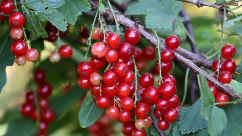 Размножение смородины черенками в августе. Правильное черенкование красной смородины в августе принесет богатый урожай на будущий год