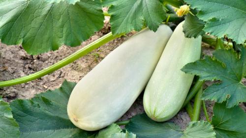 Размножение смородины черенками в августе. Правильное черенкование красной смородины в августе принесет богатый урожай на будущий год