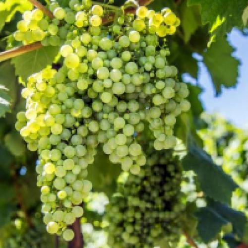 Как правильно обрезать виноград весной в картинках. Обрезка винограда весной