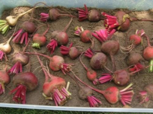 Как сохранить свеклу в домашних условиях на зиму. Как хранить свеклу? 02