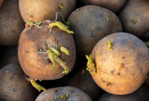 Как хранить картошку в квартире зимой. Как и где хранить картошку, чтобы не испортилась