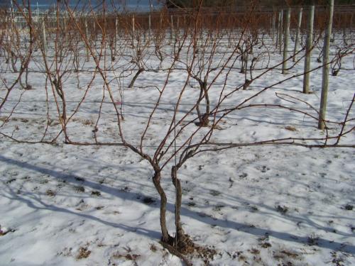 Почему на винограде нет завязей. Основные причины отсутствия ягод