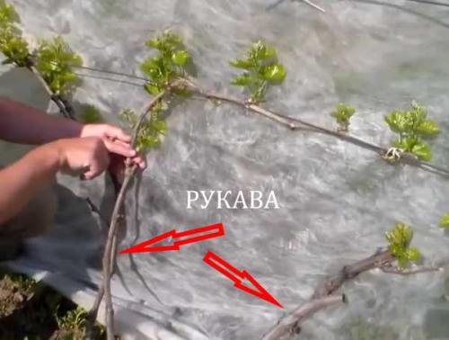 Виноград плохо завязывается виноградная кисть. Отсутствие цветения и плодов у винограда 06 Виноград плохо завязывается виноградная кисть. Отсутствие цветения и плодов у винограда 06