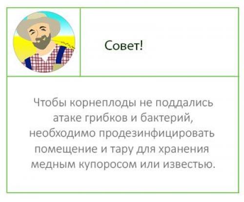 Как хранить морковь и свеклу в погребе. Как хранить морковь и свеклу зимой?