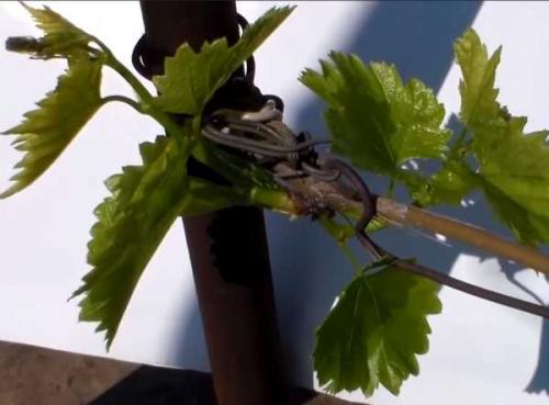 Виноград плохо завязывается виноградная кисть. Отсутствие цветения и плодов у винограда 03 Виноград плохо завязывается виноградная кисть. Отсутствие цветения и плодов у винограда 03