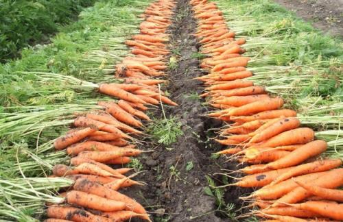 Как сохранить морковь и свеклу свежей всю зиму. Как правильно хранить свеклу и морковь? 10