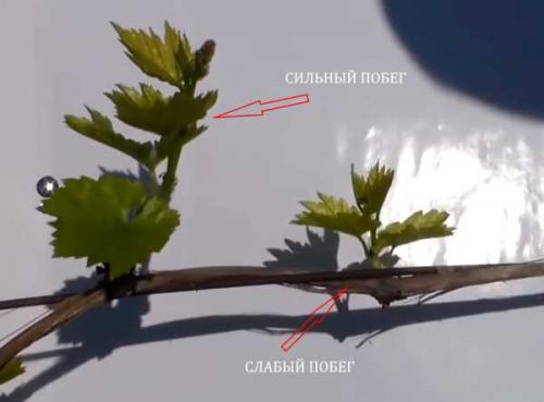 Виноград плохо завязывается виноградная кисть. Отсутствие цветения и плодов у винограда 04 Виноград плохо завязывается виноградная кисть. Отсутствие цветения и плодов у винограда 04