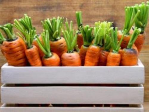 Как сохранить морковь и свеклу свежей всю зиму. Как правильно хранить свеклу и морковь? 08