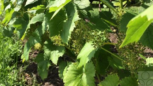 Почему пустоцвет на винограде. Почему опадают соцветия на винограде?