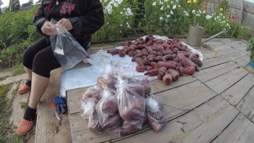 Как сохранить морковь и свеклу свежей всю зиму. Как правильно хранить свеклу и морковь? 11