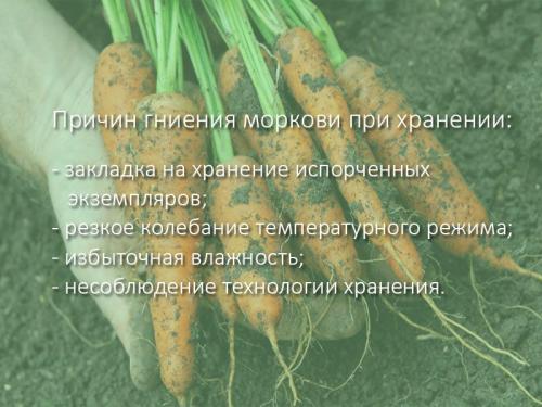 Как хранить морковь и свеклу в погребе. Как хранить морковь и свеклу зимой?