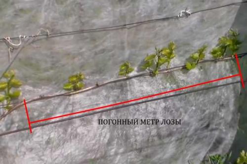 Виноград плохо завязывается виноградная кисть. Отсутствие цветения и плодов у винограда 05 Виноград плохо завязывается виноградная кисть. Отсутствие цветения и плодов у винограда 05