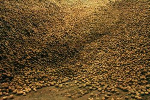 Как правильно хранить картофель. Спосо.  Хранение картофеля на балконе 06 Как правильно хранить картофель. Спосо.  Хранение картофеля на балконе 06