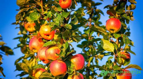 Подкормка саженцев плодовых деревьев: основные принципы и рекомендации 01 Подкормка саженцев плодовых деревьев: основные принципы и рекомендации 01