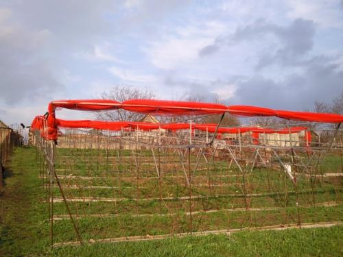 Игорь заика когда собирать урожай винограда. Градозащитная сетка на моём винограднике