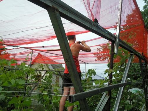 Игорь заика когда собирать урожай винограда. Градозащитная сетка на моём винограднике 01