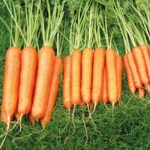 Когда убирать морковь и свеклу в сибири. Сроки уборки урожая моркови в Сибири: когда лучше всего собирать