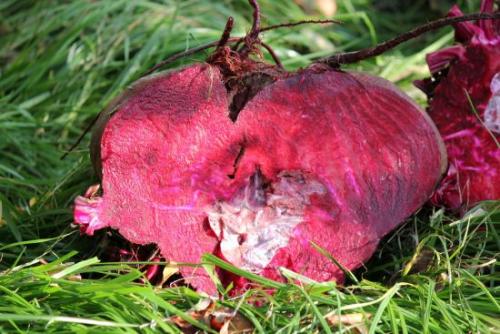 Когда убирать морковь и свеклу на урале. Общие правила при уборке