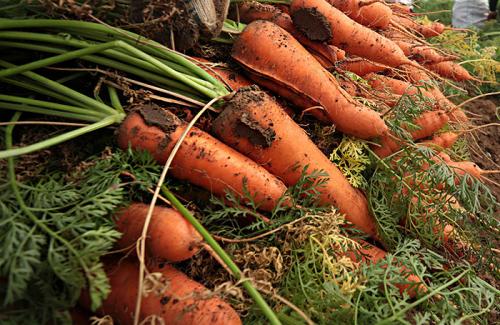 Когда убирать морковь и свеклу с грядки на зимнее хранение. Выбираем сроки сбора урожая –, как определить их максимально точно? 11 Когда убирать морковь и свеклу с грядки на зимнее хранение. Выбираем сроки сбора урожая –, как определить их максимально точно? 11