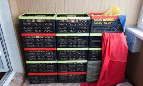 Как хранить картошку летом в квартире. Хранение в квартире