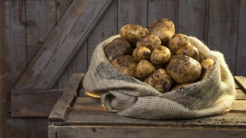 Как хранить картофель в теплом подвале. Как правильно хранить картошку в погребе, подвале и подполе зимой