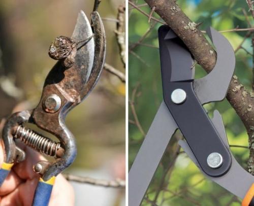 Полив груши осенью. Подкормка груши