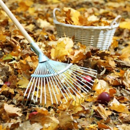 Чем подкормить яблоню и грушу осенью для лучшей зимовки. Виды подкормки 06